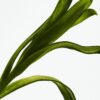 Loewe Esencia Elixir 50 ml