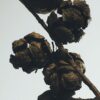 Portavelas de cera «Bolas de ciprés» Portavelas de cera «Bolas de ciprés»
