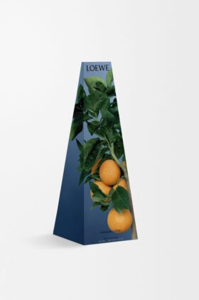 Portavelas de cera con aroma a flor de azahar