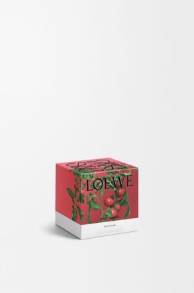 Vela «Hojas de tomatera»