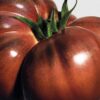 Vela mediana de hojas de tomatera Vela mediana de hojas de tomatera