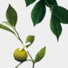 Vela Midi Earl Grey