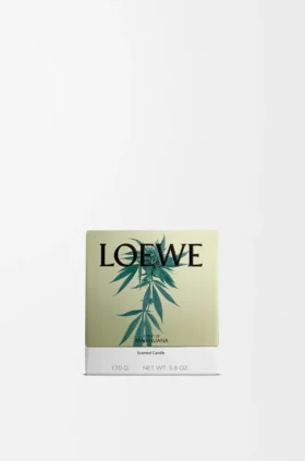 Vela pequeña con Scent of Marihuana