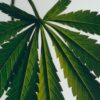 Jabón líquido con aroma a Marihuana Jabón líquido con aroma a Marihuana